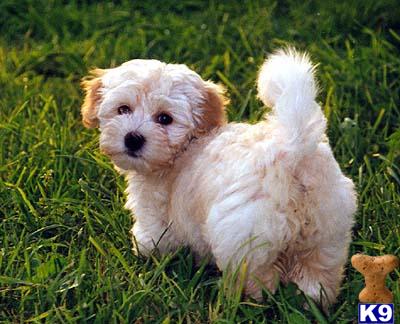 Hypoallergenic Dogs